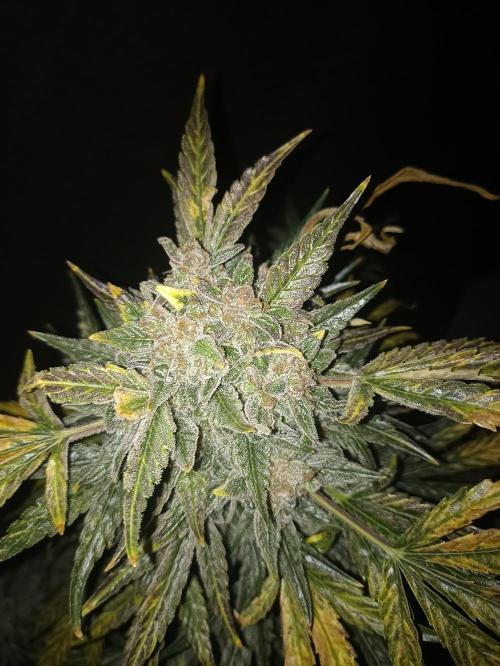 AntiDep AK. Week 14