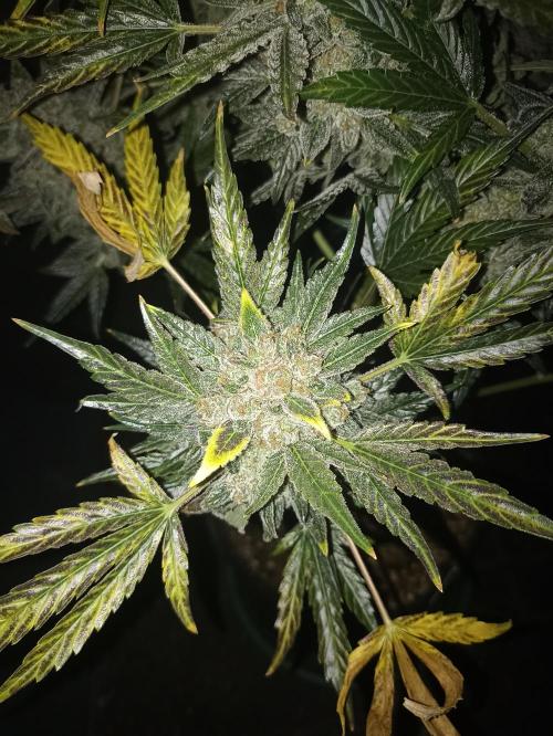 AntiDep AK. Week 14