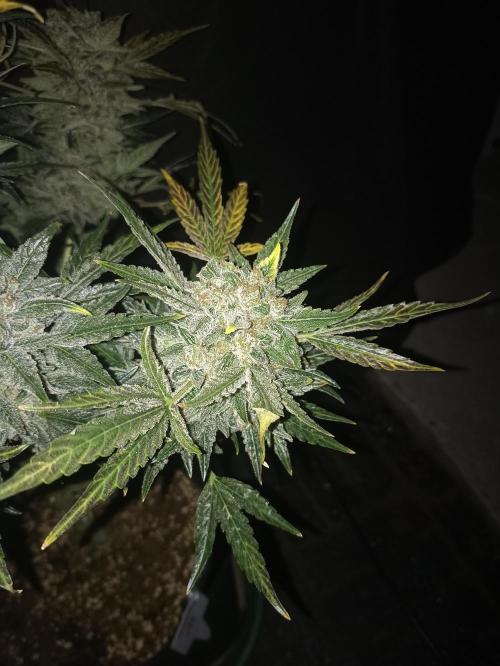 AntiDep AK. Week 14