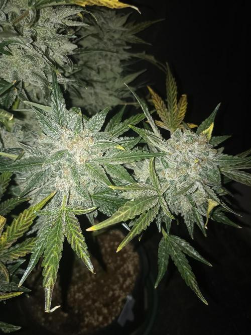 AntiDep AK. Week 14