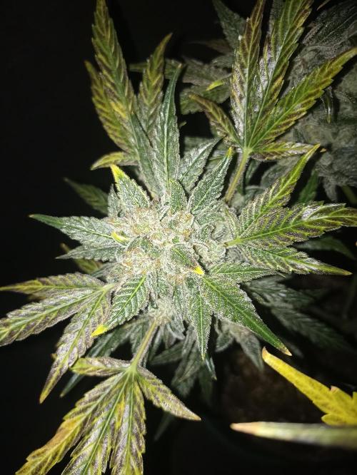 AntiDep AK. Week 14