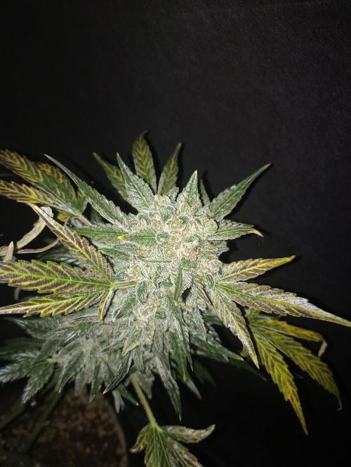 AntiDep AK. Week 14