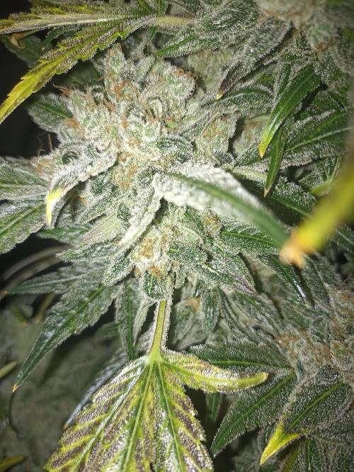 AntiDep AK. Week 14