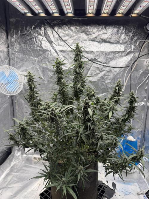 Lst - still. Week 7 - The trees I have cultivated using the LSD system—developed through years 
