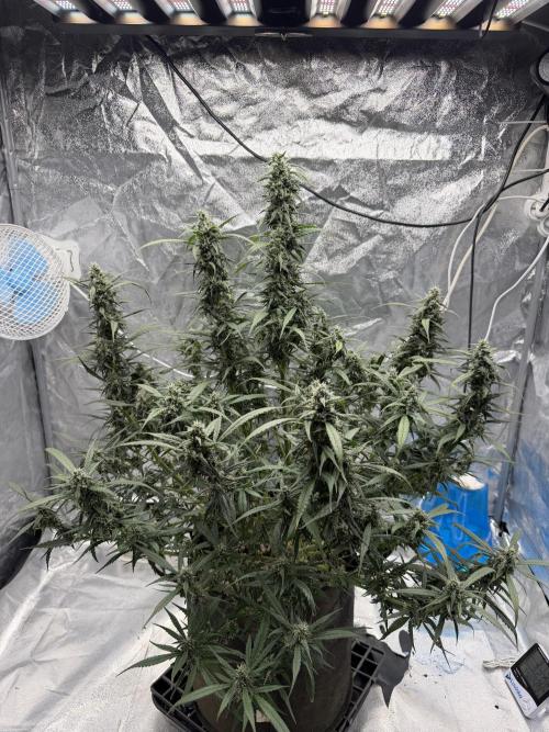 Lst - still. Week 7