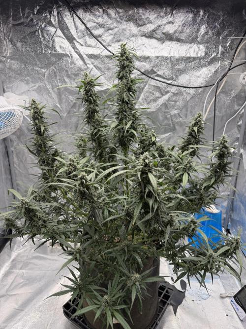 Lst - still. Week 7