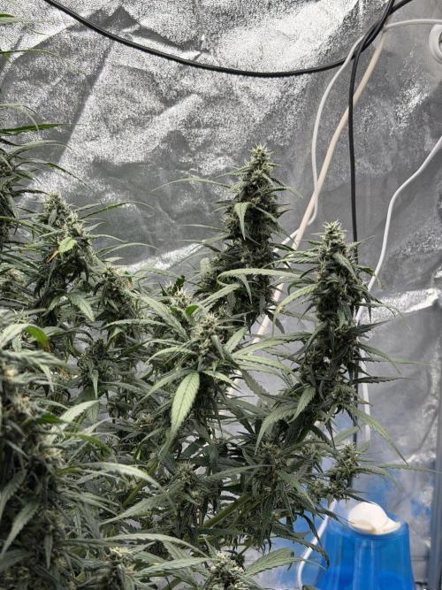 Lst - still. Week 7