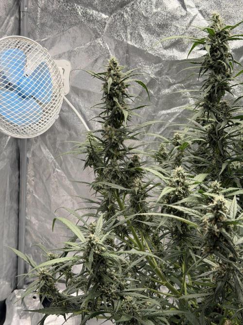 Lst - still. Week 7