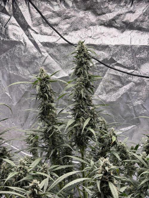 Grow Tent 150x150x200. Week 7