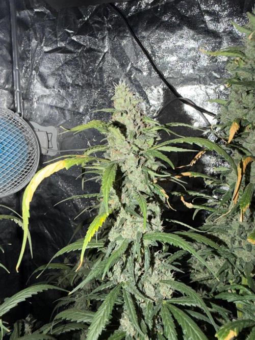 Grow Tent 150x150x200. Week 8