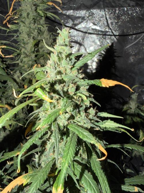 Lst - still. Week 8