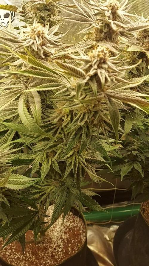 fast buds gg4 x sherbert ff