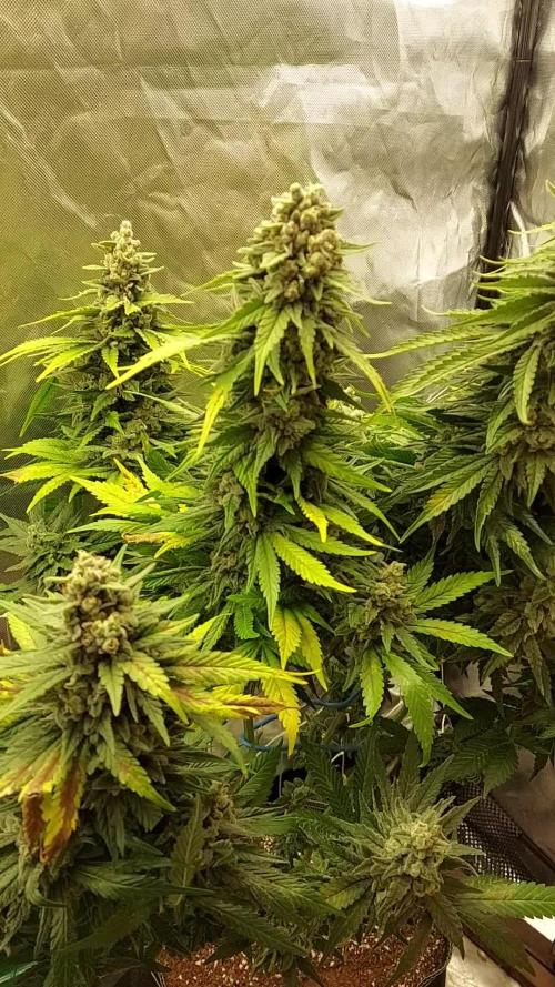 Master Kush