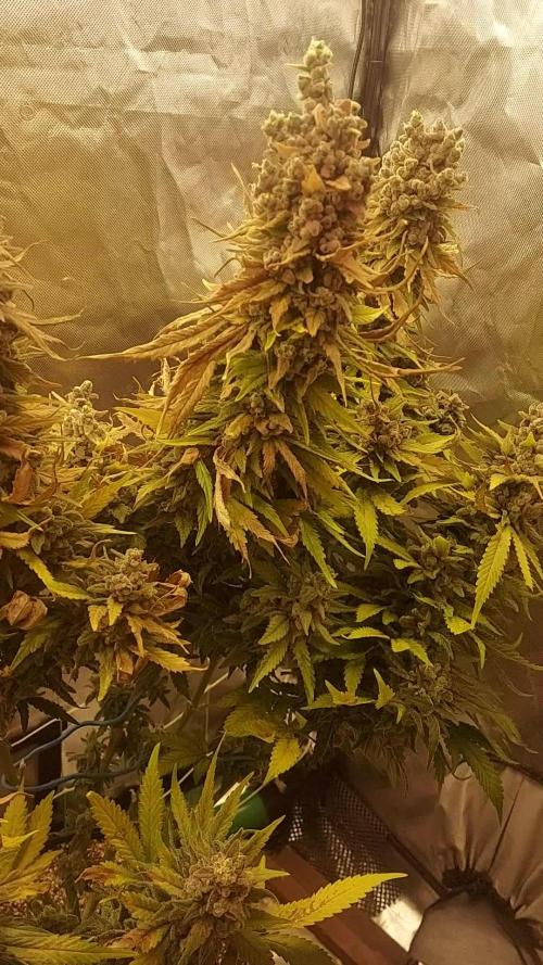 Master Kush