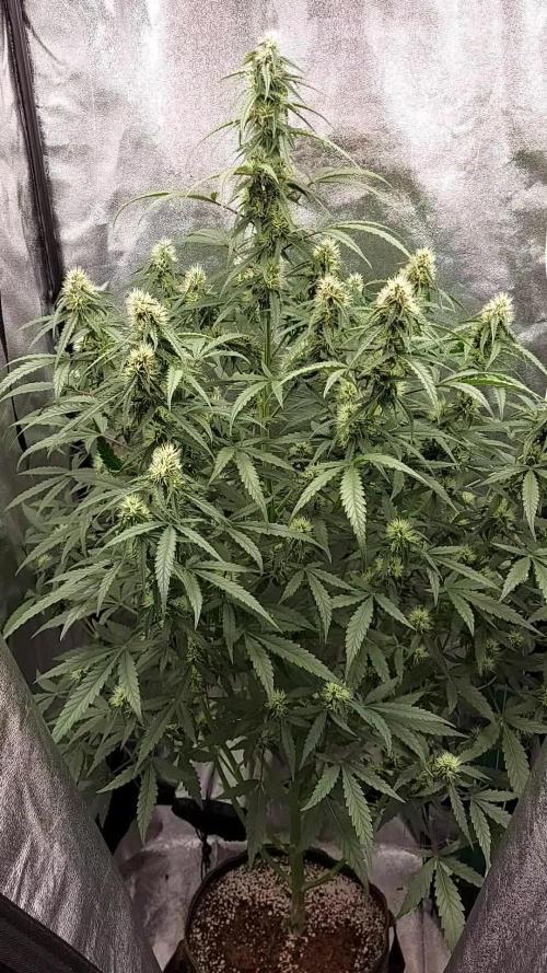 Royal queen Seeds cbg auto