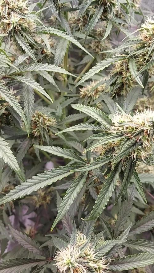 Royal queen Seeds cbg auto