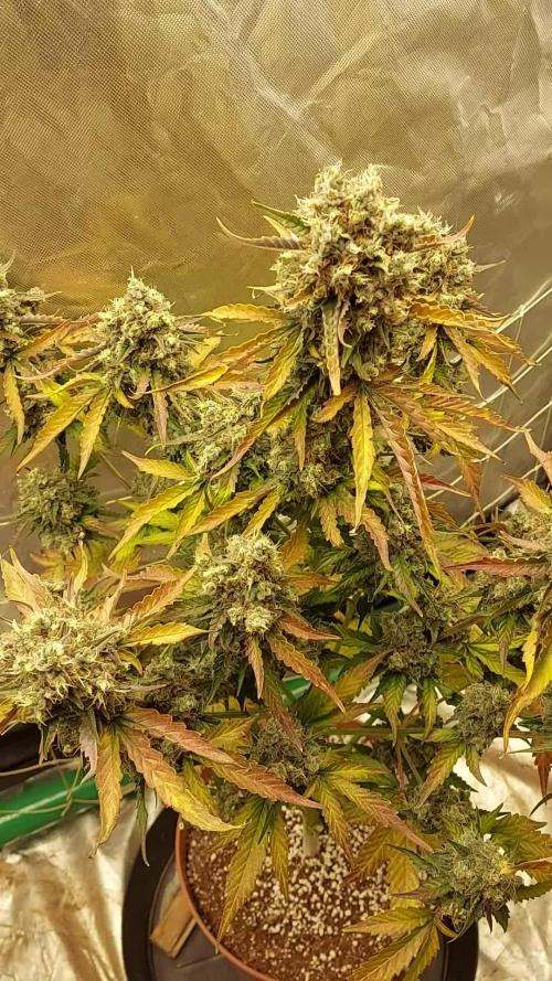 Royal; Queen Seeds Epsilon F1