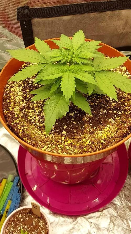 tangie auto plus lemon cherry cookies