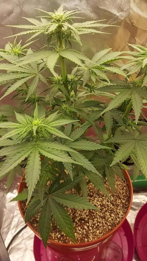 tangie auto plus lemon cherry cookies