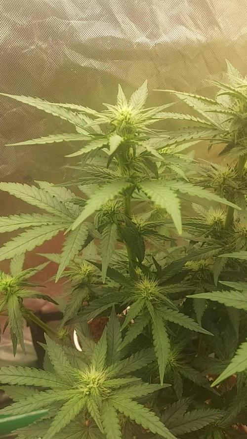 tangie auto plus lemon cherry cookies