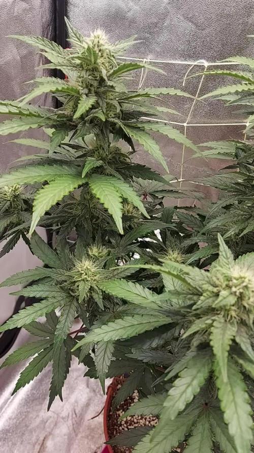 tangie auto plus lemon cherry cookies