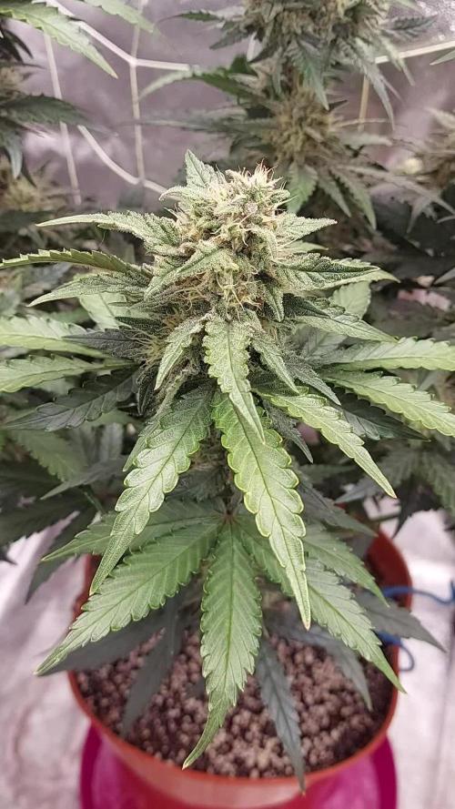 tangie auto plus lemon cherry cookies