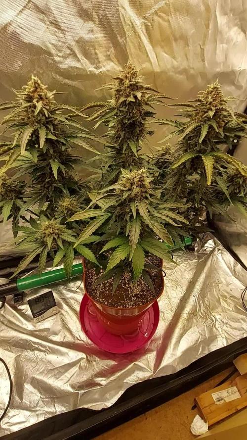 tangie auto plus lemon cherry cookies