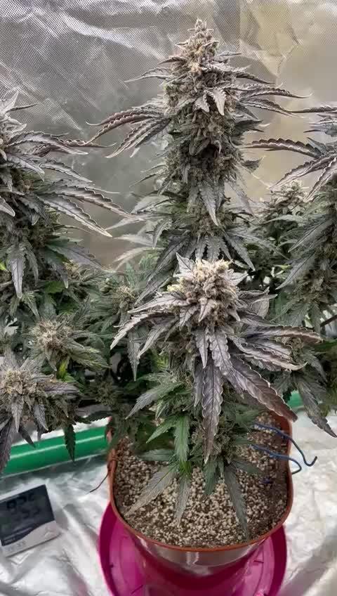 tangie auto plus lemon cherry cookies