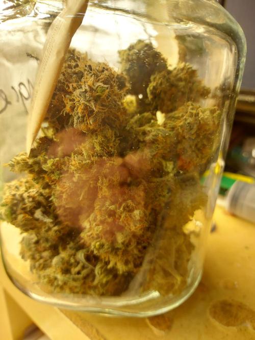 tangie auto plus lemon cherry cookies. Week 11 - I got two jars of nice flower this is the same jar photoed twice