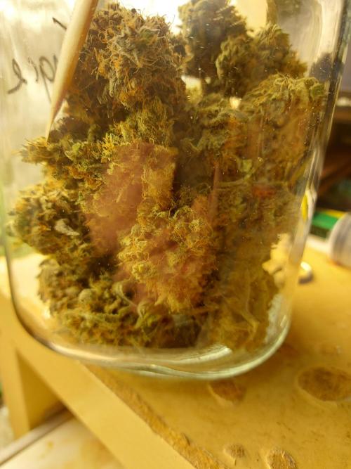 tangie auto plus lemon cherry cookies. Week 11 - I put the rest in steel containers to keep it in a better place 