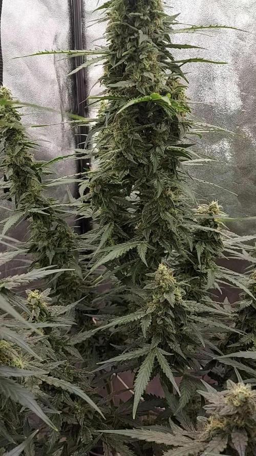 banana kush auto