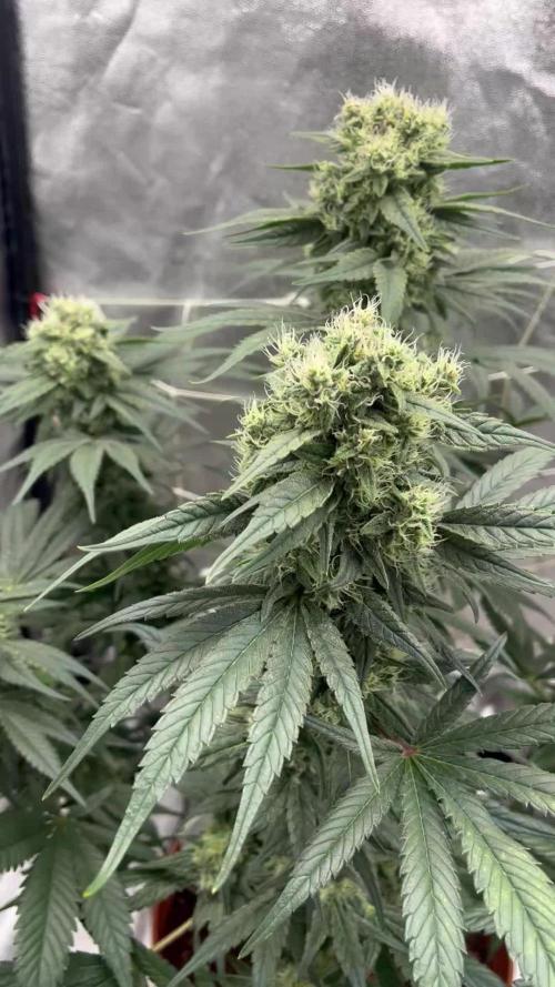 Granddaddy Purple