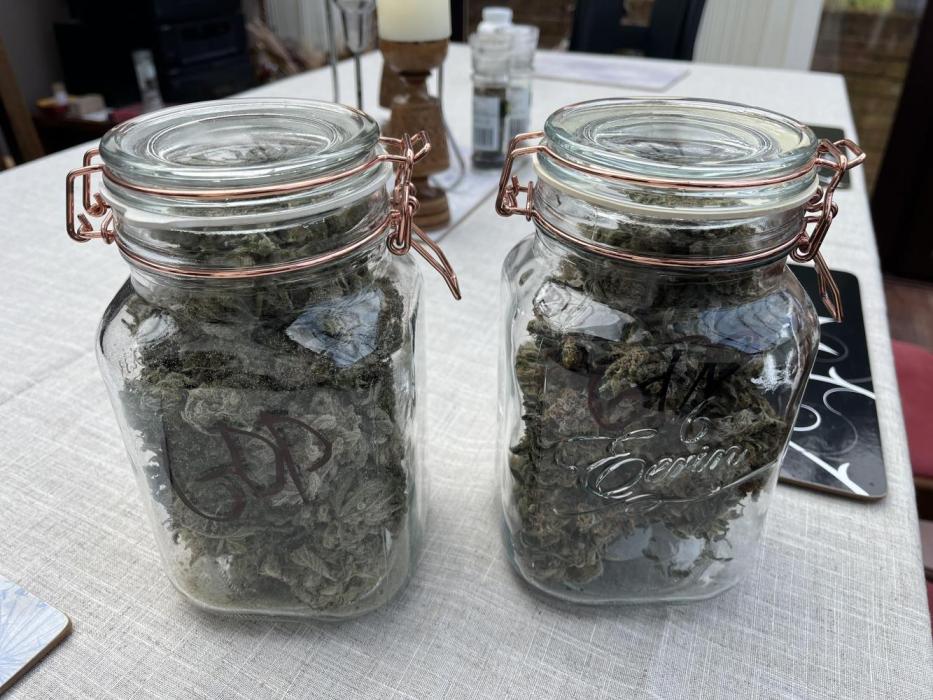 Granddaddy Purple. Week 11 - She yielded well about 3 jars