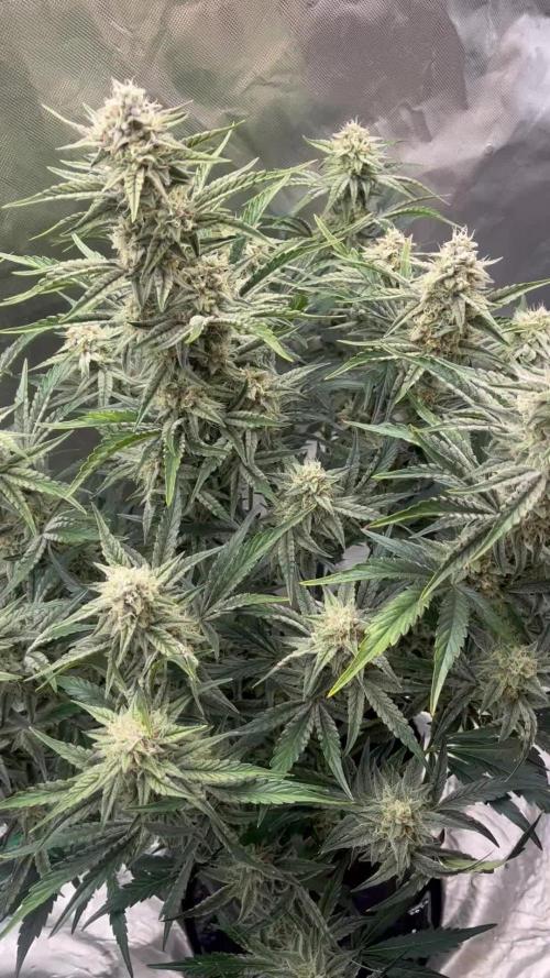 Sherbert Queen Auto