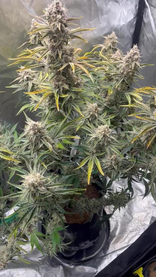 Sherbert Queen Auto