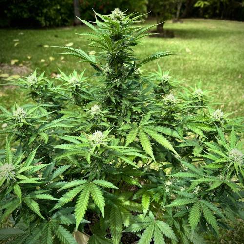 Organic Deez Nuggs | Mephisto Genetics. Week 8 - Pheno 2. The biggest autoflower I’ve grown. And the latest to mature.