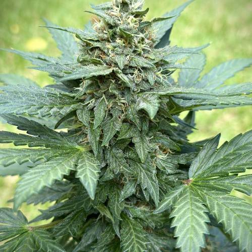 Organic Deez Nuggs | Mephisto Genetics. Week 8 - Pheno 1. Only 9” tall. But she smells amazing! Diesel-tinged strawberry daiquiri