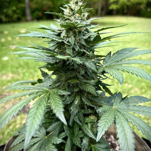 Organic Deez Nuggs | Mephisto Genetics. Week 8 - Sadly, this girl was hit hard with botrytis. Pulled her the day after this pic