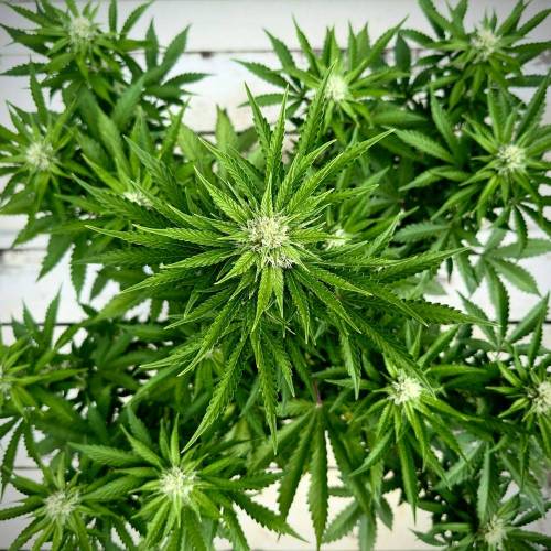 Organic Deez Nuggs | Mephisto Genetics. Week 8 - She started off way behind everyone else in the tent. 