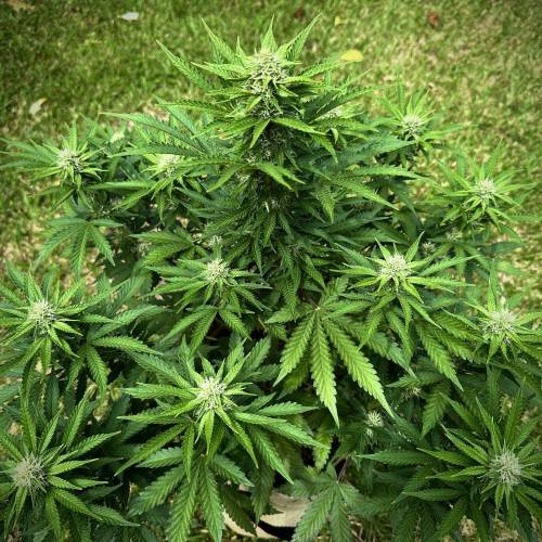 Organic Deez Nuggs | Mephisto Genetics. Week 8 - She leans heavy on the Orange Diesel side of her heritage. Likely going 80 days