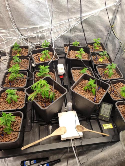 Gorilla piss. Week 1