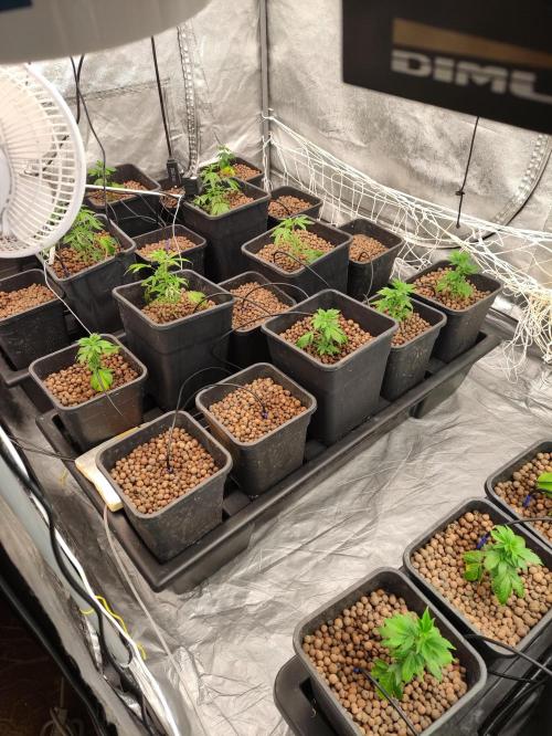 Gorilla piss. Week 1