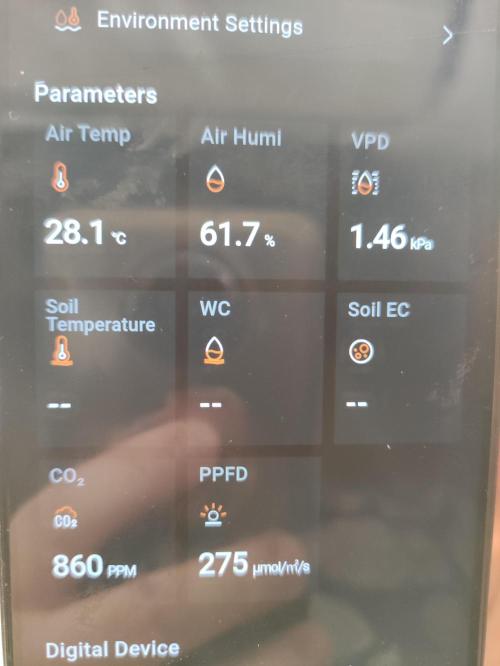 Gorilla piss. Week 1