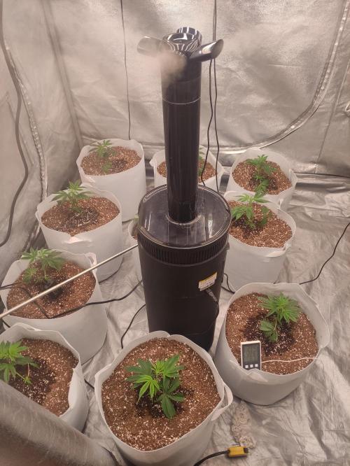 Magnetar(Coco). Week 1