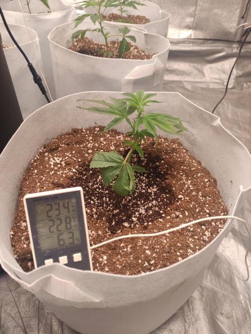 Magnetar(Coco). Week 1