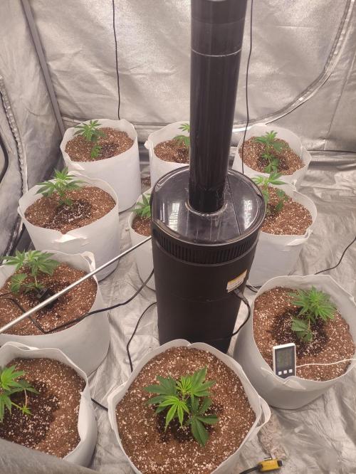 Magnetar(Coco). Week 1