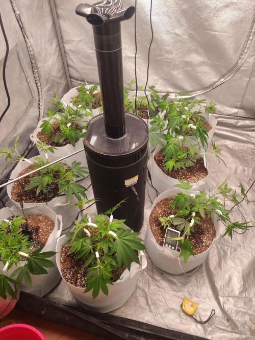Magnetar(Coco). Week 2