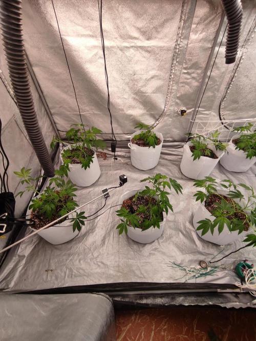 Magnetar(Coco). Week 3