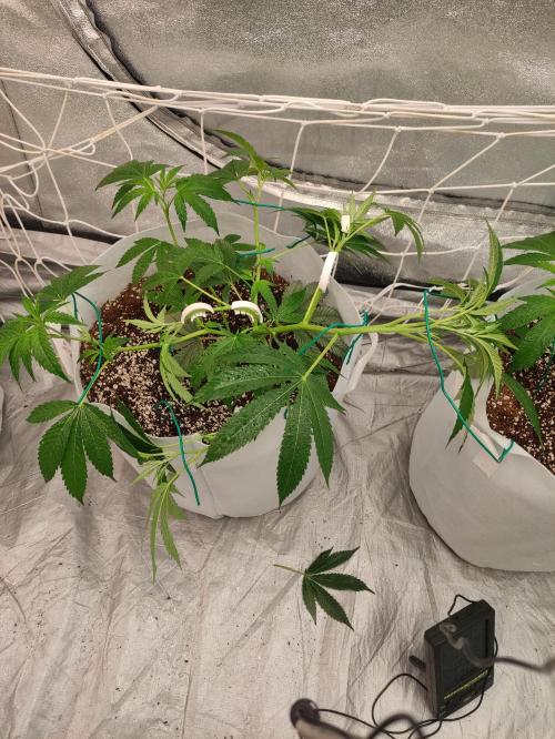Magnetar(Coco). Week 3