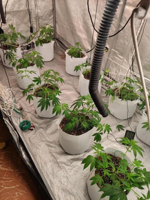 Magnetar(Coco). Week 3